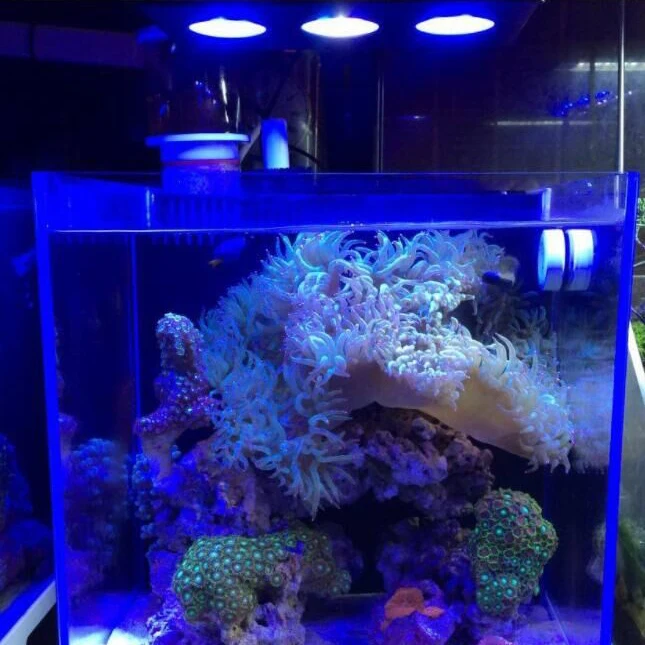 低价水族馆运动海水鱼灯照明海水水族馆 Buy Led 水族灯 水族运动鱼灯 海景灯product On Alibaba Com