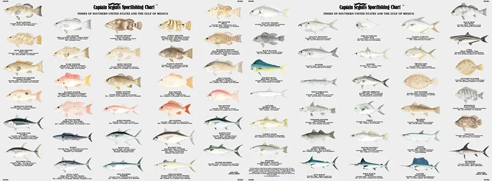 Gulf Fish Chart