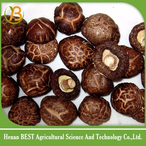 dried oyster mushroom for sale oyster mushrooms 1k/bulk dried