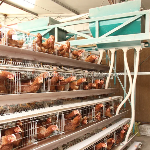 Chicken Breeding Machine /chicken Poultry Breeding Houses/chiken Farm ...