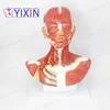 Facial Muscle Anatomy of Human Head and Neck Anatomical Model