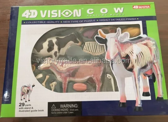 V Am048 4d Master動物牛標本解剖学モデル教育用 Buy 解剖モデル 動物解剖モデル 教育モデルのための生物学 Product On Alibaba Com