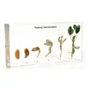 Gelsonlab HSBS-097 Acrylic Peanut Germination Specimen embedded biological specimens