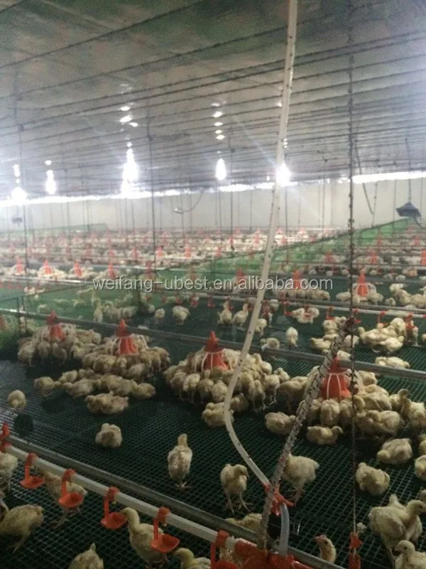 how to start poultry farming in malaysia