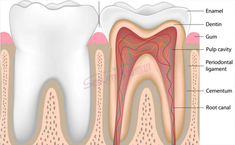 Как снять боль от пульпита быстро Diş Diyot Lazer Sistemi Yumuşak Doku Için Cerrahi Ve Diş Beyazlatma - Buy Dental