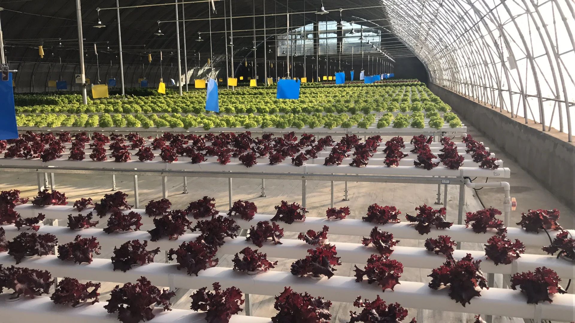 Hydroponic NFT System 2.jpg