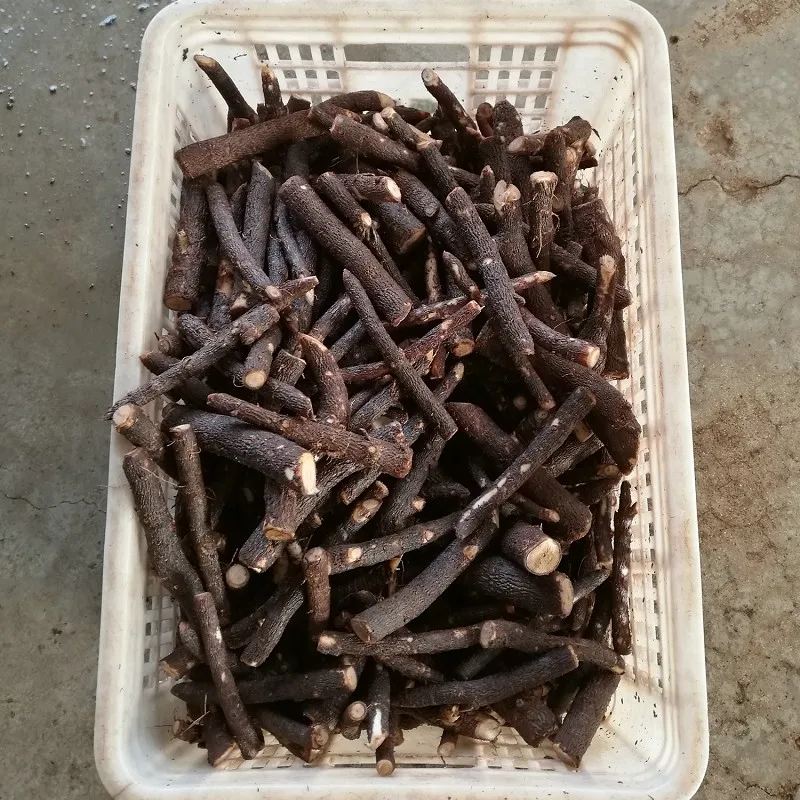 hybrid clone paulownia root and rhizome075