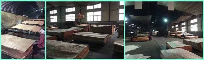 AB Grade Rotary Cut Natural PLB Wood Face Veneer For Plywood