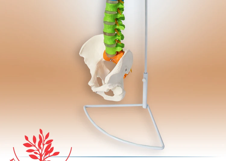 10 Anatomical model spine.jpg