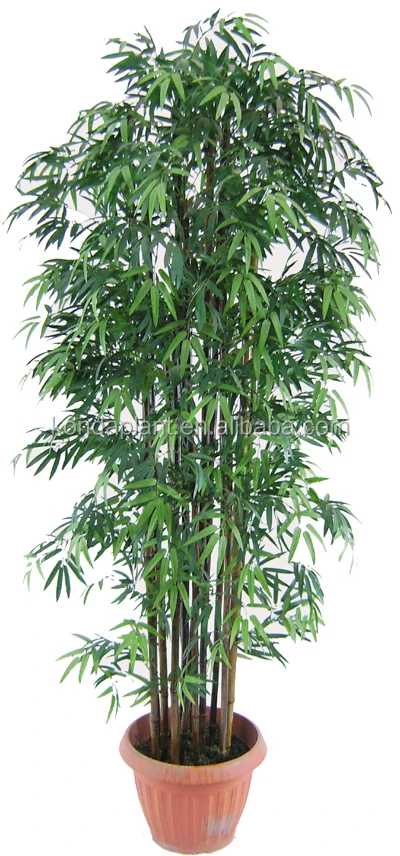 Top Selling Chinese Bamboo Plant For Decoration - Buy Chinese Bamboo