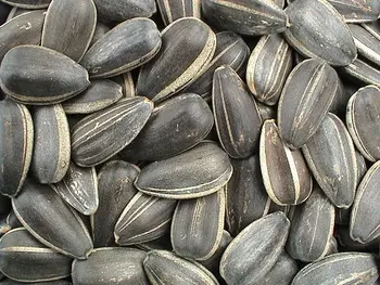 Sun Flower Seeds Sun Flower Seeds
