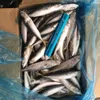 Frozen Mackerel Fish Jack/Horse/Pacific with great prices