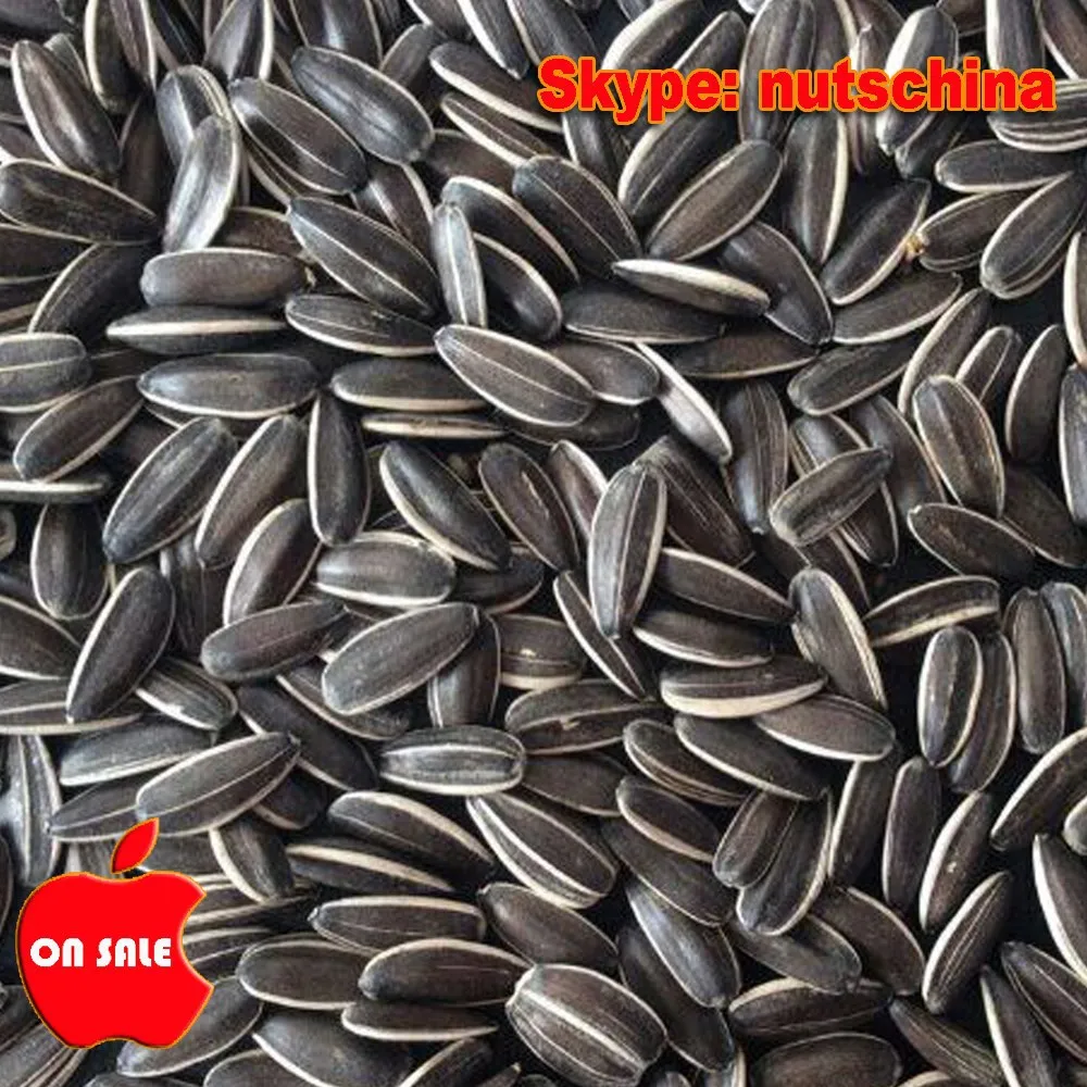 Sunflower Seeds 5009 Type 363 Type For Iraq Iran Egypt Buy Sunflower