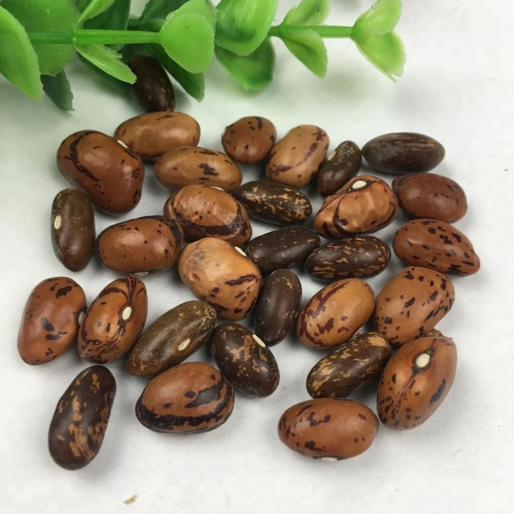 芸豆高药用价值营养丰富的有机 pinto 豆种子