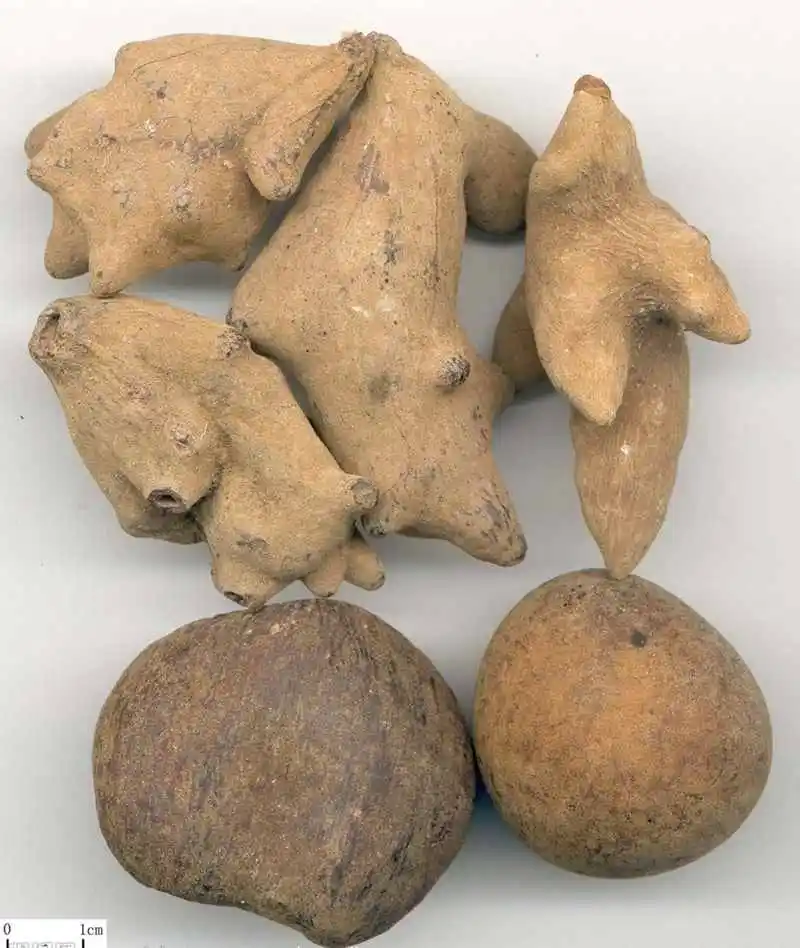 gallnut extract 2.jpg