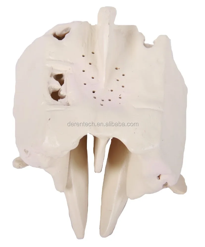 الثقوب العديدة والدقيقة في جسم الانسان _ يد من صنعتها Ethmoid-bone-teaching-Ethmoid-bone-medical-Ethmoid