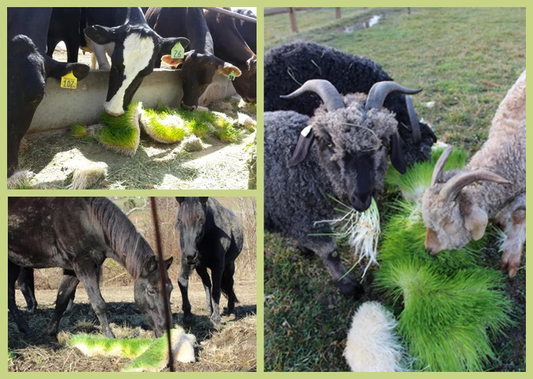 Hydroponic system 2.jpg