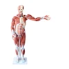 XC-334 80cm plastic human muscle anatomy model