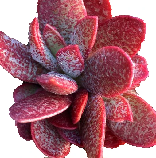 
Wholesale Adromischus Marianiae Succulent Bonsai 