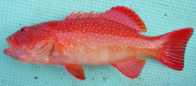 Image result for coral trout