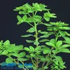 XIANTAIMA Dijincao Free Sample Hand Picked Herba euphorbiae humifusae