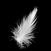 2019 Wholesale Washed 3-5CM natural White pure feather white goose down