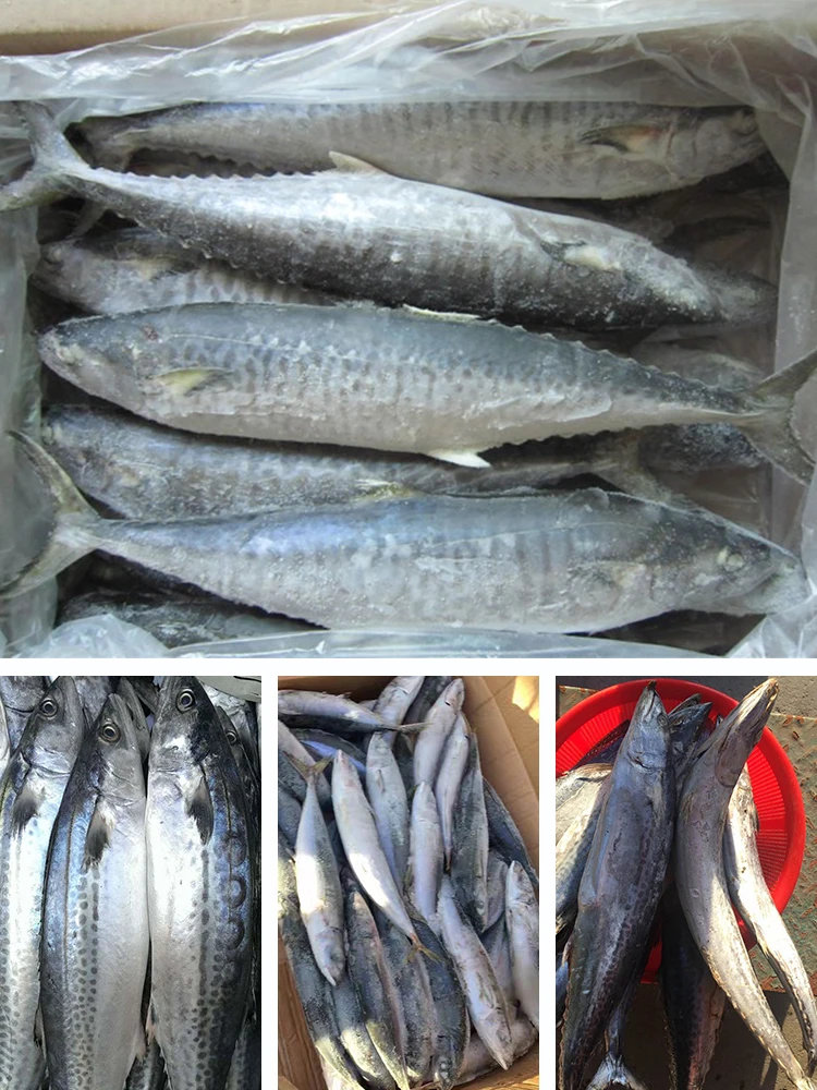 Frozen Spanish Mackerel Fish Buy Spanish Mackerel,Spanish Mackerel Fish,Frozen Spanish