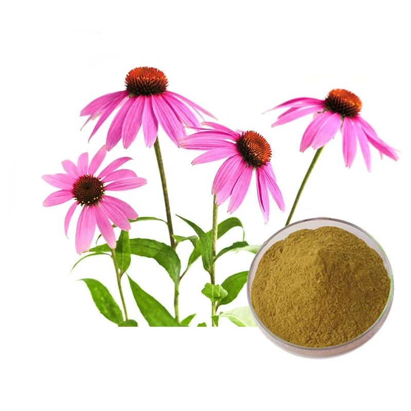 Echinacea purpurea Herb