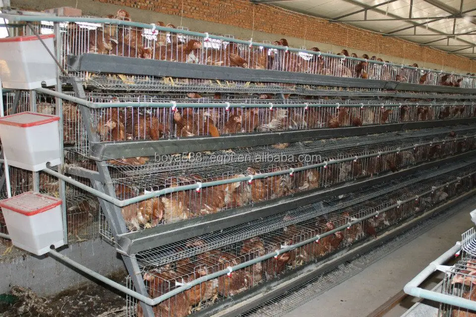 4 Tiers 160 Chickens Automatic Chicken Cage In Philippines Buy 4