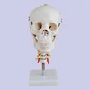 Natural size skull model Colorful skull model