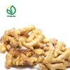 supply fresh ginger and air dried ginger 2019 Meet EU Standard