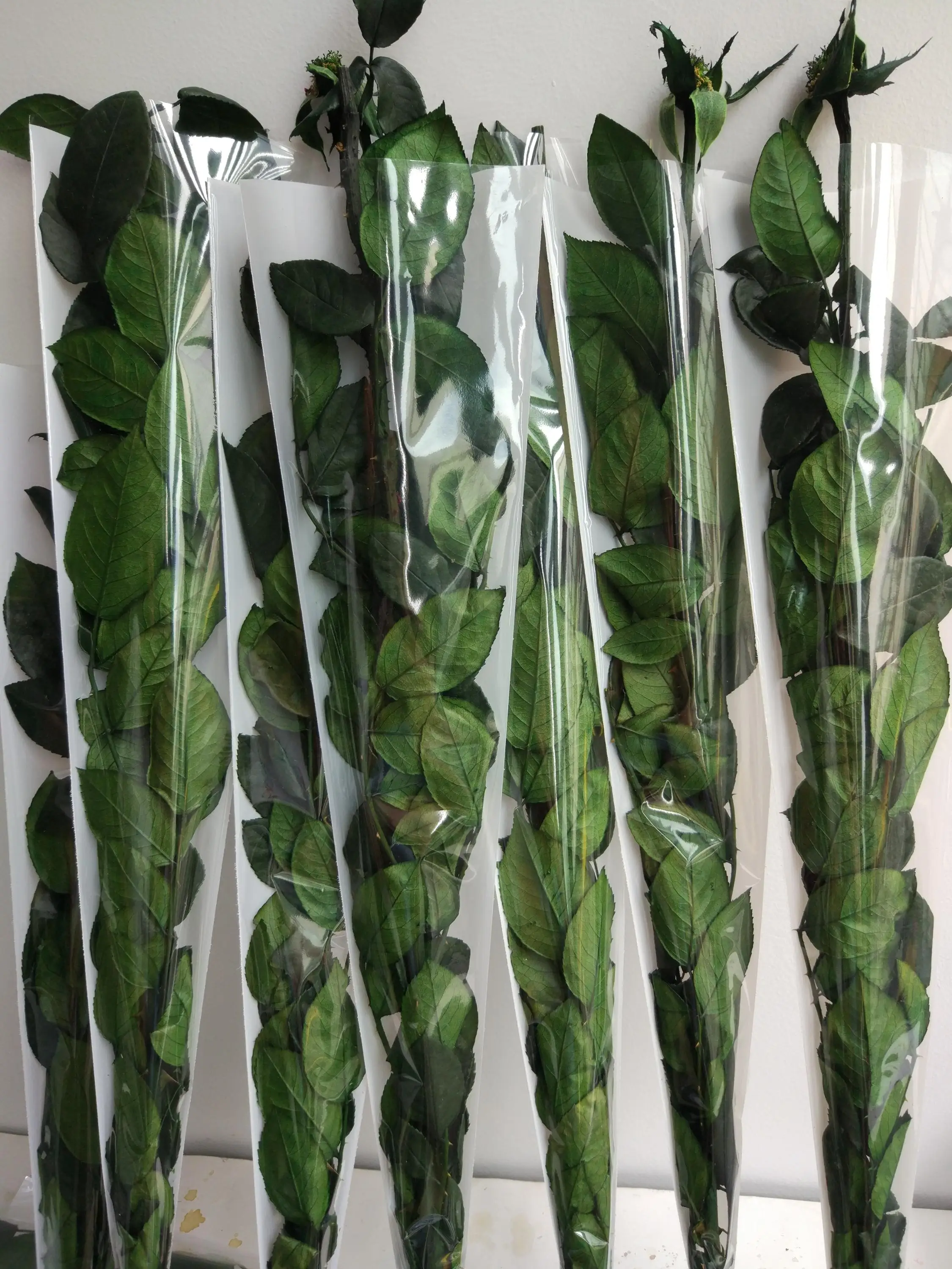 60cm Preserved Rose Stem With Leaves Real And Fresh Rose Buy High Quality Fresh Preserved Rose