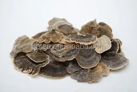 Factory Price Kosher HACCP Certified Coriolus Versicolor Extract (2).jpg