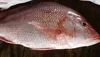 frozen and fresh snapper of all type seafood fish