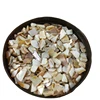 2019 Wholesale Natural Cowry Crushed Sea Shell Falkes