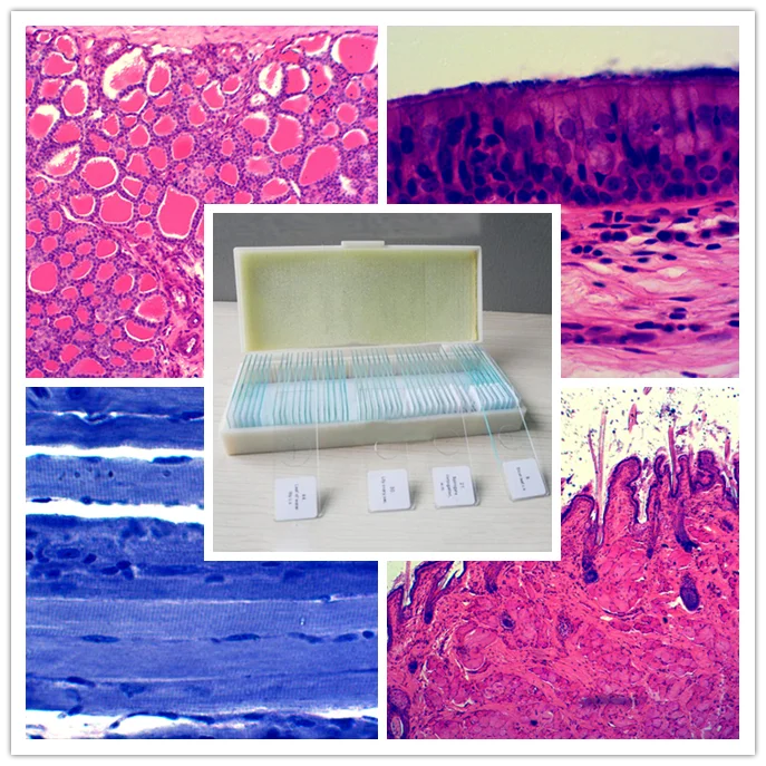 School Student Studying And Medical Survey Prepared Medical Slides Histology Prepared Microscope
