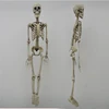 High quality best price life sizes human cat bird snake dog bat skeleton plastic halloween human body skeleton models