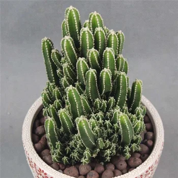 Kinds Of Size Outdoor Indoor Natural Plant Cactus Bonsai Kinds Of Size Outdoor Indoor Natural Plant Cactus Bonsai