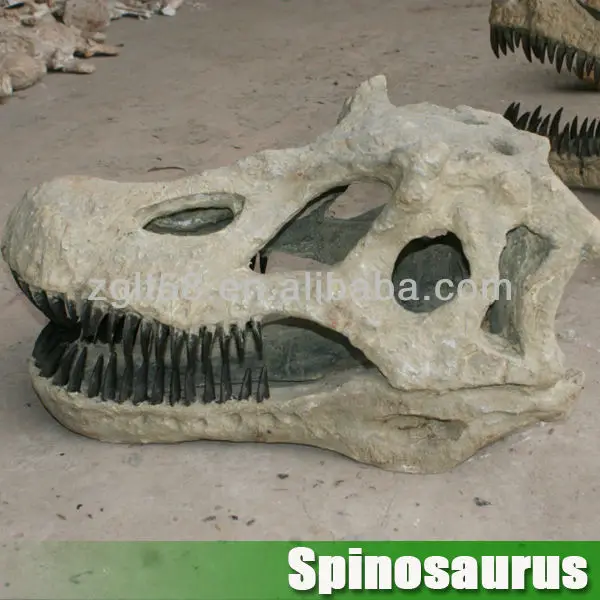 dinosaur head fossil for sale