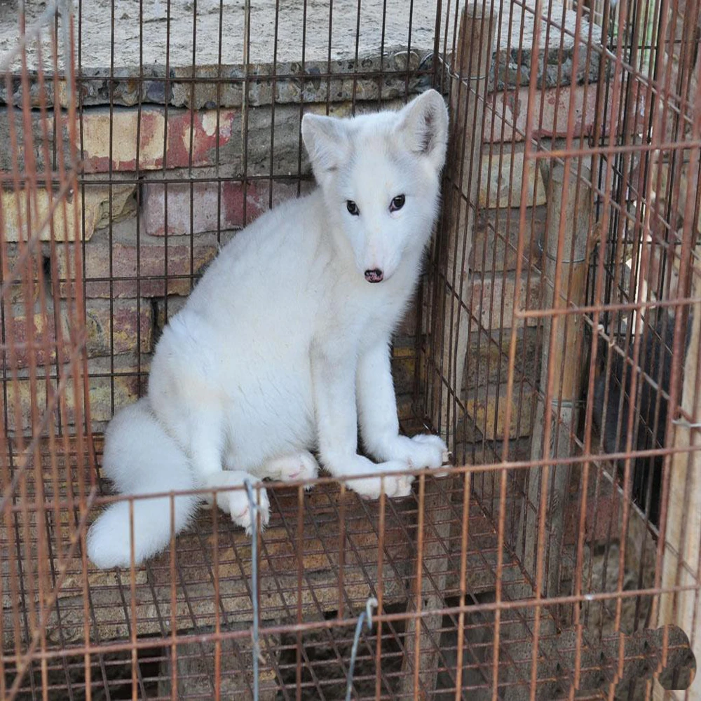 crude protein 50% fermented soybean meal