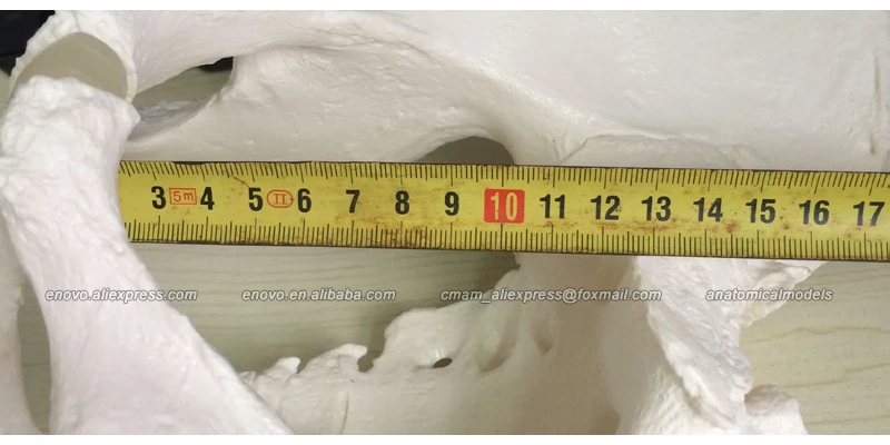 Enovo/ Male Pelvic Skeleton Anatomical Model,Medical Quality,Life Sized