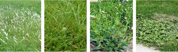 Annual weeds perennial herbicide weed killer 360 glyphosate