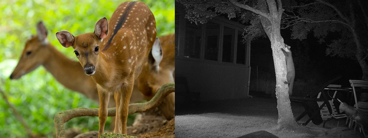 sms mms 32leds 1080p cmos sensor night vision wireless hunting game trail scouting video camera support 3g KG870