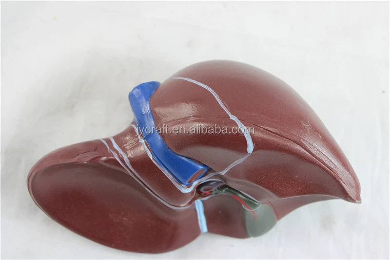 Plastic Liver Medical Anatomical Model Buy Medical Anatomical Model