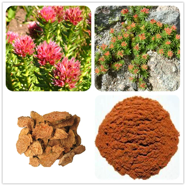 Золотой корень это розовая 7 букв. Rhodiola rosea extract. Левзея родиола. Родиола розовая порошок. Золотой корень порошок.