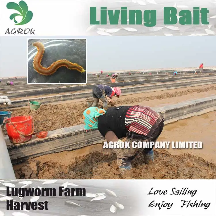 Living Lugworm or Sandworm, Wild, High Quality (OIKKI-LUGWORM