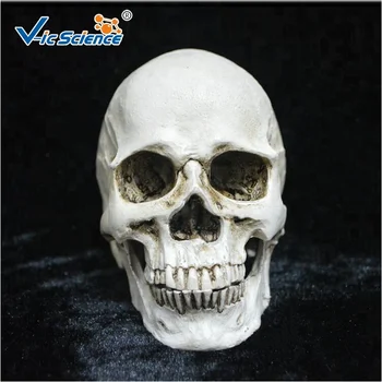 Hot Wholesale Plastic Halloween Skull Made In China Plastic Skulls For Sale Hot Wholesale Plastic Halloween Skull Made In China Plastic Skulls For Sale