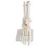 SE31435 Life-size foot Joint Model