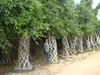 Tall and Big size basket shape Braid ficus microcarpa