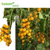 Suntoday assorted vegetable seedlings hybrid yellow cherry buy online hybrid tomato seeds israel